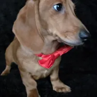 Waffles red, a male Miniature Dachshund for sale in Cape May, NJ – Photo 8 of 10