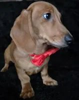 Waffles red, a male Miniature Dachshund for sale in Cape May, NJ – Photo 8 of 10