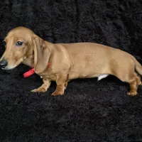 Waffles red, a male Miniature Dachshund for sale in Cape May, NJ – Photo 6 of 10