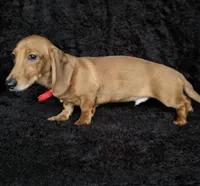 Waffles red, a male Miniature Dachshund for sale in Cape May, NJ – Photo 6 of 10