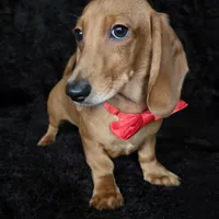 Waffles red, a male Miniature Dachshund for sale in Cape May, NJ – Photo 2 of 10