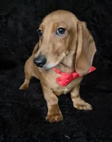 Waffles red, a male Miniature Dachshund for sale in Cape May, NJ – Photo 2 of 10