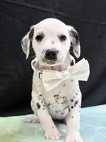 Giggles white , a female Dalmatian for sale in Cape May, NJ – 2 of 10