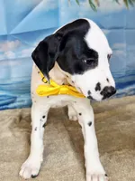 Fraidy yellow lua, a female Dalmatian for sale in Cape May, NJ – 2 of 10