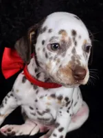 Harley red, a male Dalmatian for sale in Cape May, NJ – Photo 8 of 10