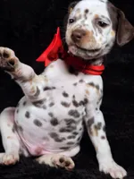 Harley red, a male Dalmatian for sale in Cape May, NJ – Photo 6 of 10