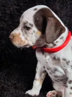 Harley red, a male Dalmatian for sale in Cape May, NJ – Photo 5 of 10