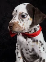 Harley red, a male Dalmatian for sale in Cape May, NJ – Photo 3 of 10
