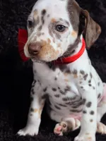 Harley red, a male Dalmatian for sale in Cape May, NJ – Photo 9 of 10
