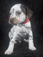 Harley red, a male Dalmatian for sale in Cape May, NJ – Photo 10 of 10
