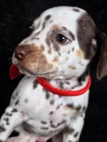 Harley red, a male Dalmatian for sale in Cape May, NJ – Photo 7 of 10