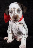 Harley red, a male Dalmatian for sale in Cape May, NJ – Photo 2 of 10