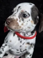 Harley red, a male Dalmatian for sale in Cape May, NJ – Photo 4 of 10