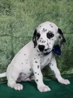 Mila blue , a male Dalmatian for sale in Cape May, NJ – 2 of 10