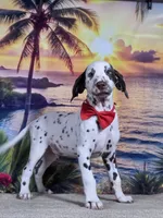 Karma red , a male Dalmatian for sale in Cape May, NJ – 9 of 10