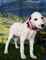 Aphrodite hot pink LUA , a female Dalmatian for sale in Cape May, NJ – 2 of 10