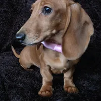 Waffles pink, a female Miniature Dachshund for sale in Cape May, NJ – Photo 2 of 10