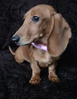 Waffles pink, a female Miniature Dachshund for sale in Cape May, NJ – Photo 2 of 10