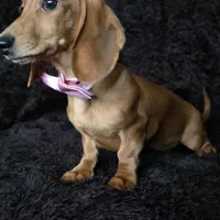 Waffles pink, a female Miniature Dachshund for sale in Cape May, NJ – Photo 8 of 10
