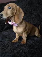 Waffles pink, a female Miniature Dachshund for sale in Cape May, NJ – Photo 8 of 10