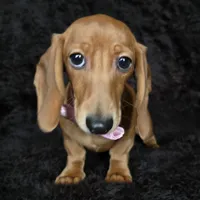 Waffles pink, a female Miniature Dachshund for sale in Cape May, NJ – Photo 6 of 10