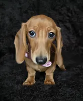 Waffles pink, a female Miniature Dachshund for sale in Cape May, NJ – Photo 6 of 10