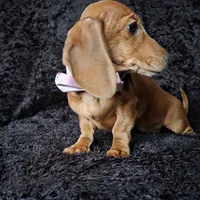 Waffles pink, a female Miniature Dachshund for sale in Cape May, NJ – Photo 7 of 10