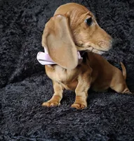 Waffles pink, a female Miniature Dachshund for sale in Cape May, NJ – Photo 7 of 10