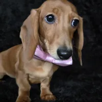 Waffles pink, a female Miniature Dachshund for sale in Cape May, NJ – Photo 1 of 10