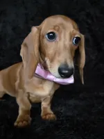 Waffles pink, a female Miniature Dachshund for sale in Cape May, NJ – Photo 1 of 10