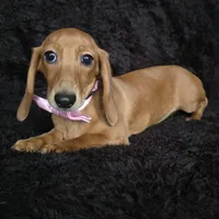 Waffles pink, a female Miniature Dachshund for sale in Cape May, NJ – Photo 5 of 10