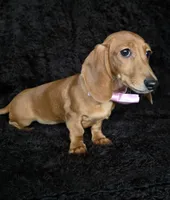 Waffles pink, a female Miniature Dachshund for sale in Cape May, NJ – Photo 10 of 10