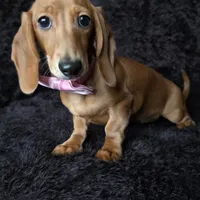 Waffles pink, a female Miniature Dachshund for sale in Cape May, NJ – Photo 9 of 10
