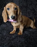 Waffles pink, a female Miniature Dachshund for sale in Cape May, NJ – Photo 9 of 10