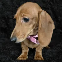 Waffles pink, a female Miniature Dachshund for sale in Cape May, NJ – Photo 3 of 10