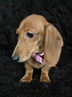 Waffles pink, a female Miniature Dachshund for sale in Cape May, NJ – Photo 3 of 10