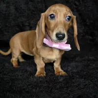 Waffles pink, a female Miniature Dachshund for sale in Cape May, NJ – Photo 4 of 10