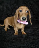 Waffles pink, a female Miniature Dachshund for sale in Cape May, NJ – Photo 4 of 10