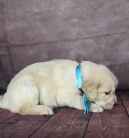 Golden aqua , a female Golden Retriever for sale in Cape May, NJ – 8 of 10