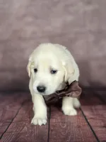 Golden brown, a male Golden Retriever for sale in Cape May, NJ – 7 of 7