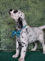 Mila aqua long coat, a female Dalmatian for sale in Cape May, NJ – 4 of 10