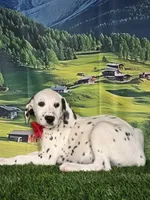Aphrodite red, a male Dalmatian for sale in Cape May, NJ – 9 of 10