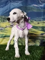 Aphrodite purple LUA , a female Dalmatian for sale in Cape May, NJ – 8 of 10