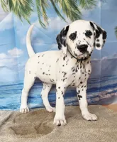 Fraidy green LUA , a male Dalmatian for sale in Cape May, NJ – 2 of 10