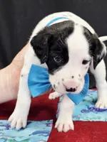 Opal blue fluff, a male Dalmatian for sale in Cape May, NJ – 7 of 9