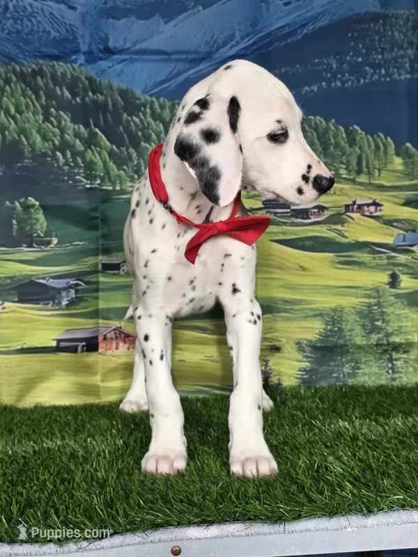 Aphrodite red – Dalmatian puppy for sale in Cape May, NJ