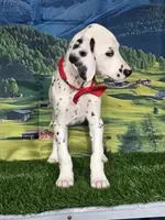 Aphrodite red, a male Dalmatian for sale in Cape May, NJ – 1 of 10