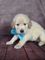 Golden aqua , a female Golden Retriever for sale in Cape May, NJ – 7 of 10