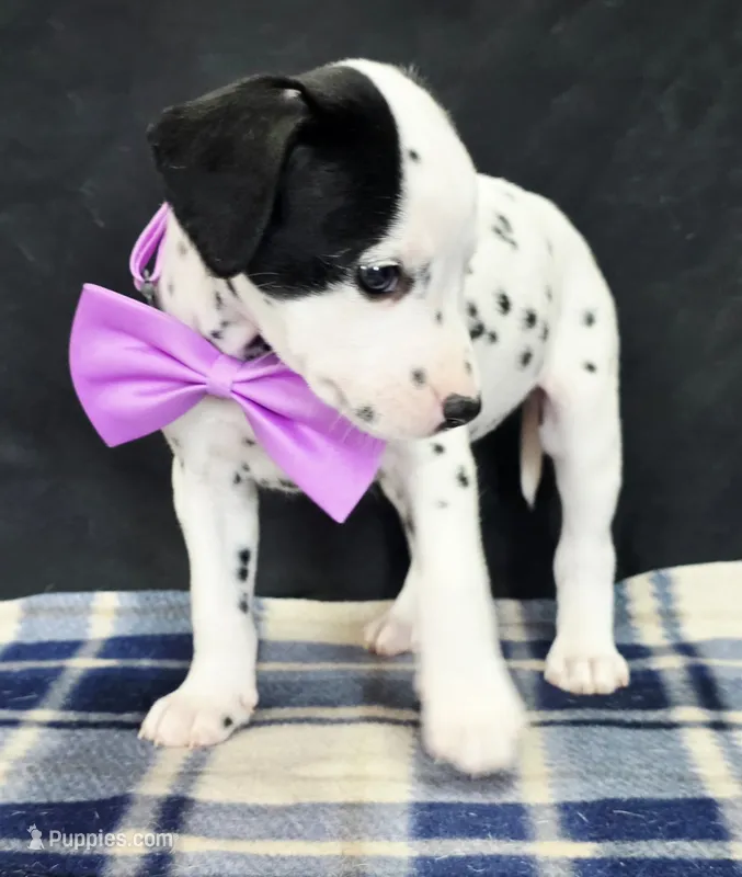 Dilly purple  – Dalmatian puppy for sale in Cape May, NJ