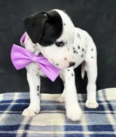 Dilly purple , a female Dalmatian for sale in Cape May, NJ – 1 of 10